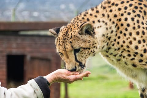 Animals