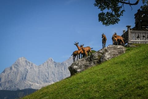 Strickhof Farm Stay in Schladming