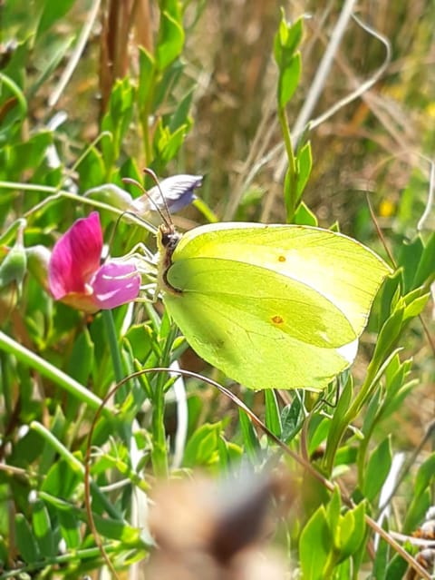 Spring, Natural landscape, Hiking, Animals