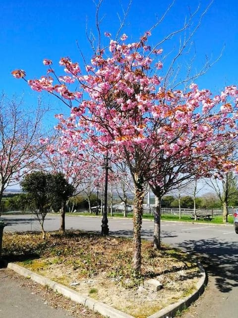 Natural landscape