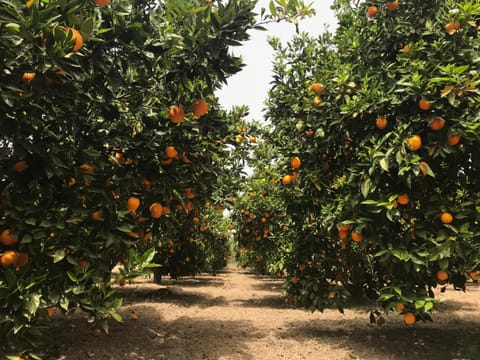 Spring, Natural landscape, Summer, Garden, On site