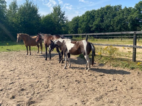 Stutteri Skandihest Apartments Farm Stay in Region of Southern Denmark