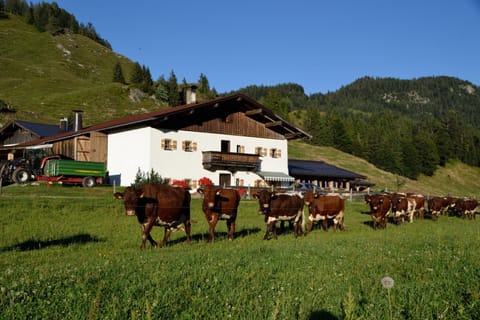 Hacklhof Farm Stay in Salzburgerland