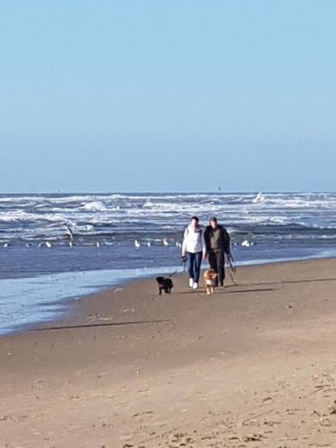 Beach, Animals, Sea view