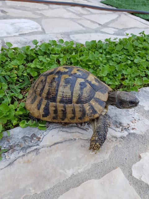 Patio, Garden, Animals