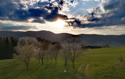 Garden, Mountain view