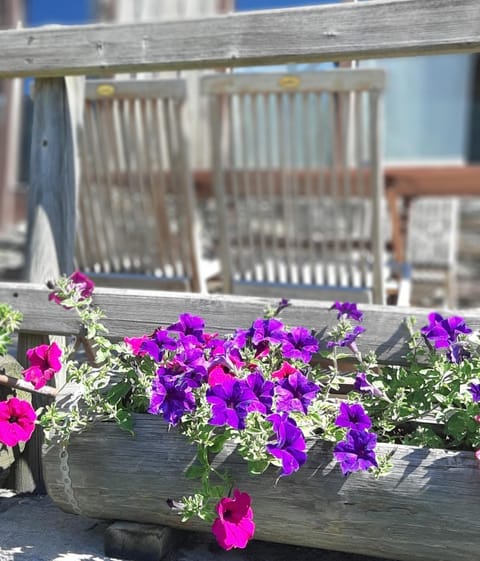 Spring, Garden, Balcony/Terrace