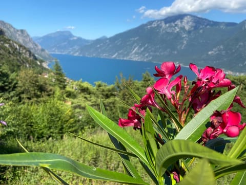 Natural landscape, Garden