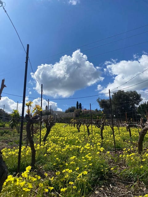 Spring, Natural landscape, Garden, Garden view