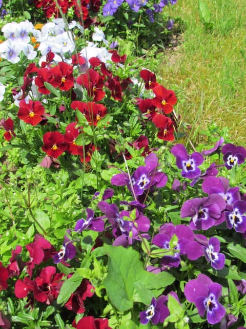 Property building, Garden