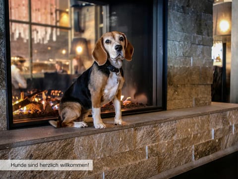 Lounge or bar, Other, Animals, Animals, Animals, Pets, Pets, Pets