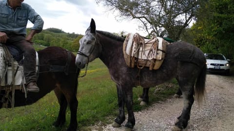 Day, People, Horse-riding, Animals, group of guests