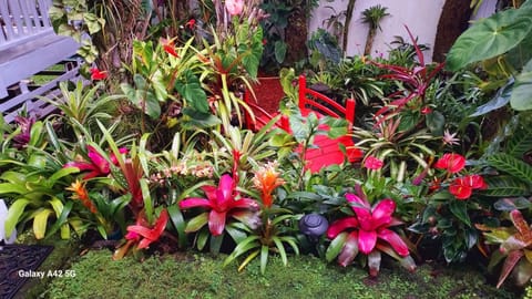 Paradise Cottage at Anthurium Hale Holiday rental in Hilo