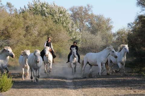 Horse-riding