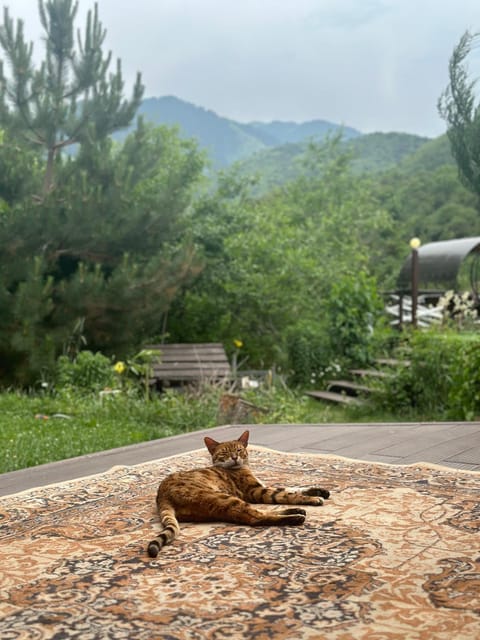 Dobri Dom Chalet in Almaty