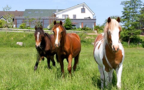 Neighbourhood, Natural landscape, Animals, Pets