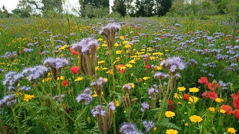 Natural landscape, Summer