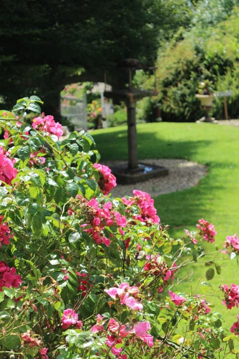 Garden, Garden view, Garden view