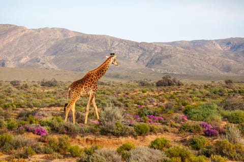 Inverdoorn Game Reserve Lodge Capanno nella natura in Western Cape