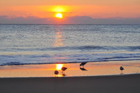 Natural landscape, Beach, Sea view, Area and facilities, Sunrise