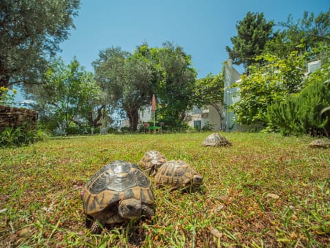 The Turtles Garden Villa in Budva Municipality