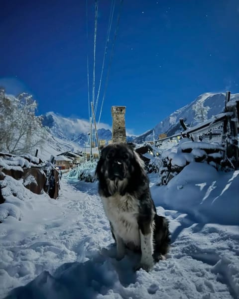 Chvibiani Guesthouse & Bar Bed and Breakfast in Georgia