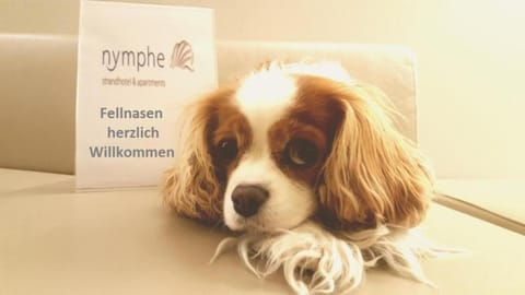 Logo/Certificate/Sign, Pets