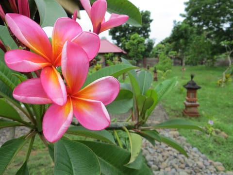 Patio, Garden, Garden view