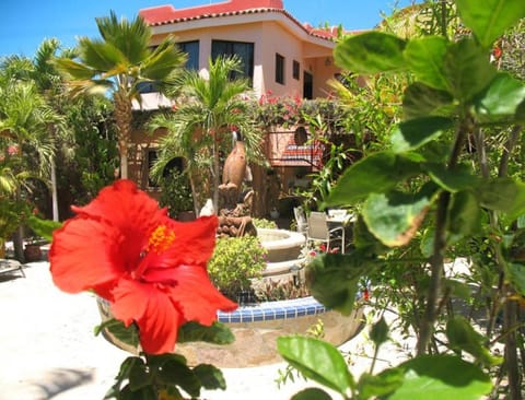 Garden, Garden, Garden view