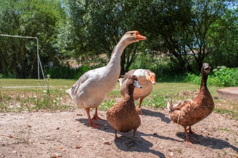 Quinta da Saudade Campground/ 
RV Resort in Santarém District, Portugal