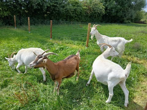 Ferien- und Pferdehof Egelkraut "Feriendomizil am Meer" Apartment in Wangerland