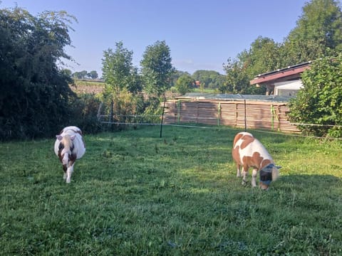 Ferien- und Pferdehof Egelkraut "Feriendomizil am Meer" Apartment in Wangerland