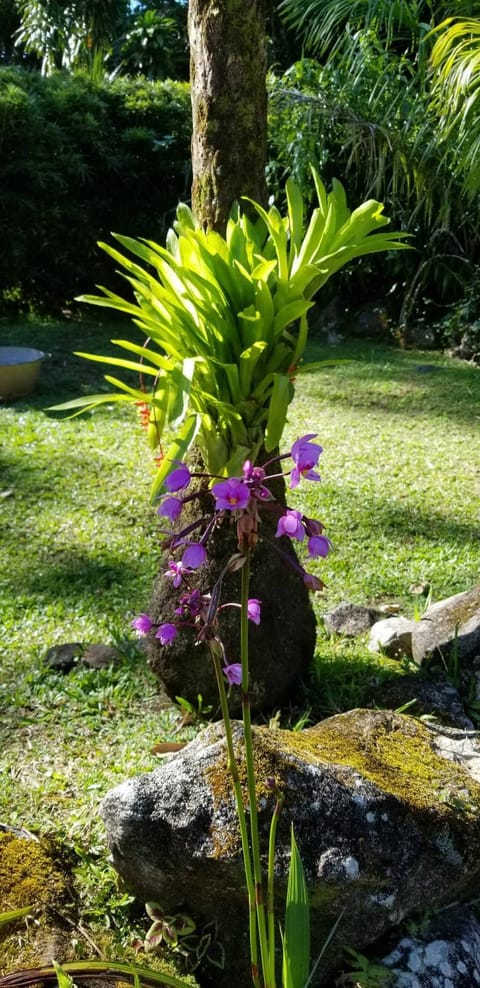 Les Bananes Vertes Nature lodge in Guadeloupe