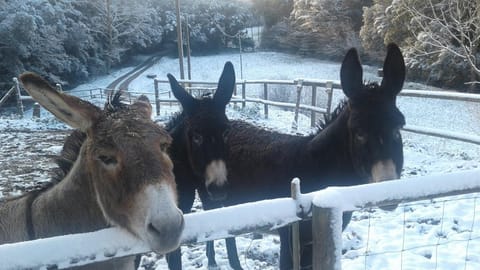 Winter, Animals, Animals, On site, Area and facilities, Sunrise