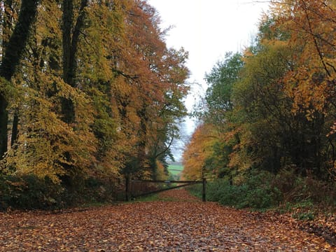 Day, Neighbourhood, Autumn