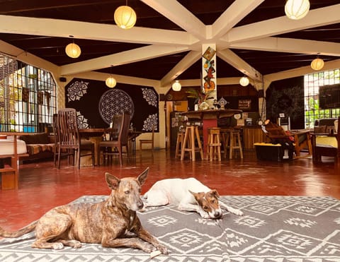 Lobby or reception, Pets