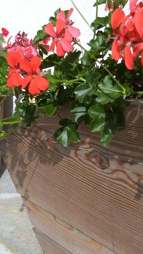 Appartamenti Anna Benedetti Apartment in Friuli-Venezia Giulia