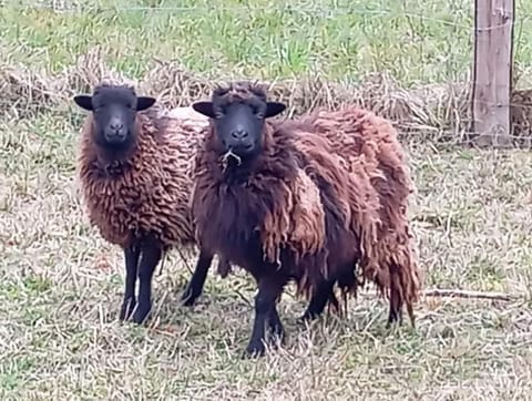 Moulin de la Diversiere Bed and Breakfast in Centre-Val de Loire
