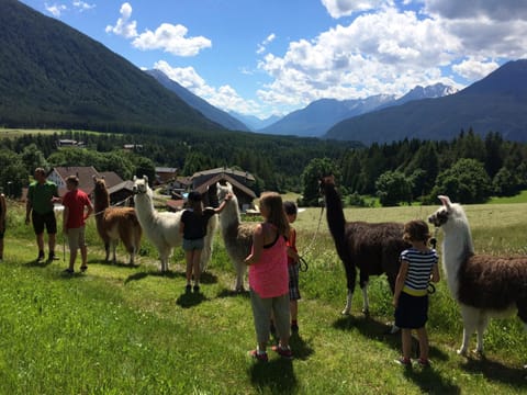 Summer, Hiking, On site, Pets