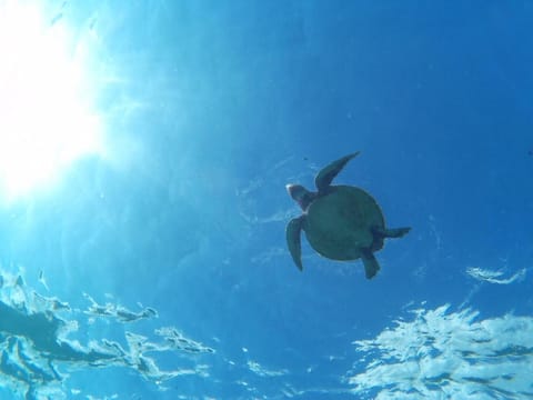 Ocean Villa Honey House in Okinawa Prefecture