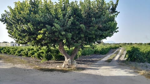 Residenza al Gelso Apartment in Marsala