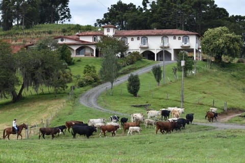 Garden, Animals, Garden view