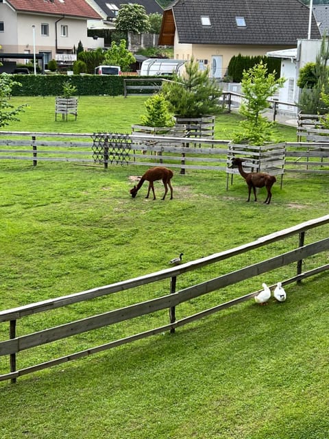 Animals, Garden view