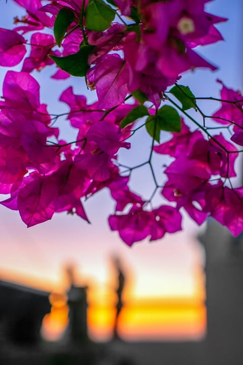 Spring, Garden view, Sunrise, Sunset