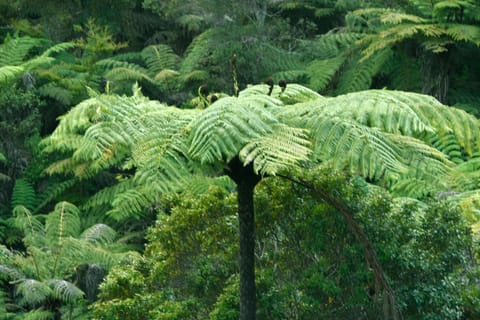 Ponga eco-lodge Condo in Auckland Region