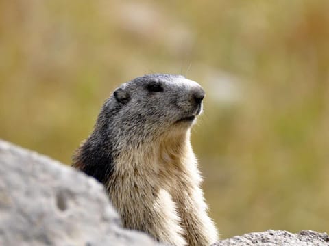 Appartement spacieux pour 10 pers, à 100m des pistes, Wifi gratuit, animaux admis - Saint-Michel-de-Chaillol - FR-1-393-42 Apartment in Provence-Alpes-Côte d'Azur