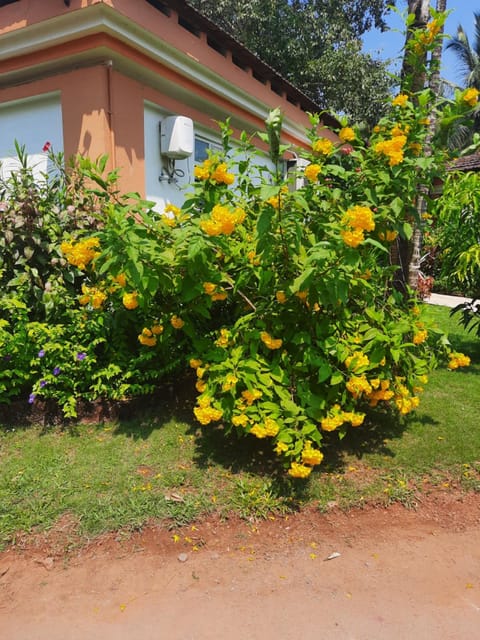 Villa Sunflower Chalet in India