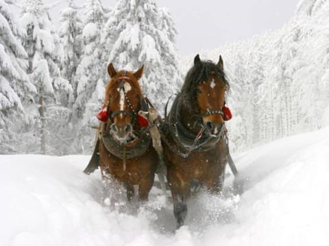 Day, Winter, Horse-riding, Animals