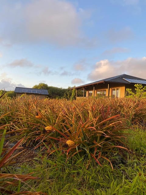 Natural landscape, Garden view