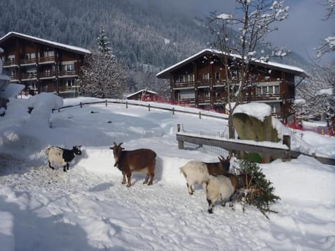 Facade/entrance, Winter, Animals, Area and facilities